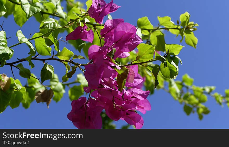 Branch, Blossom, Spring, Flora