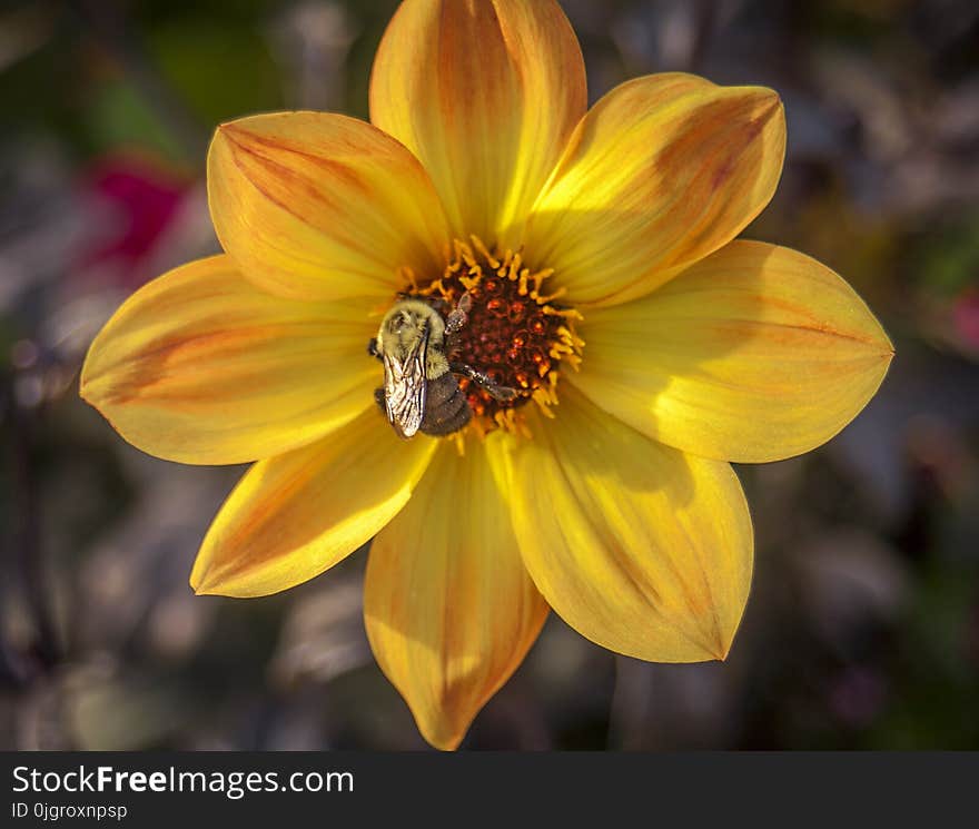 Flower, Yellow, Flora, Plant