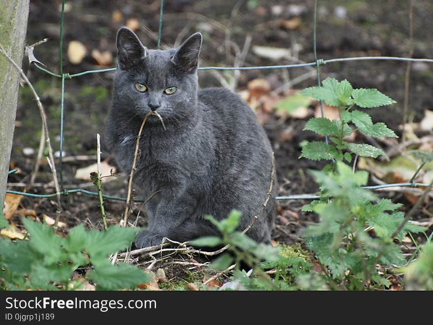 Cat, Mammal, Fauna, Small To Medium Sized Cats