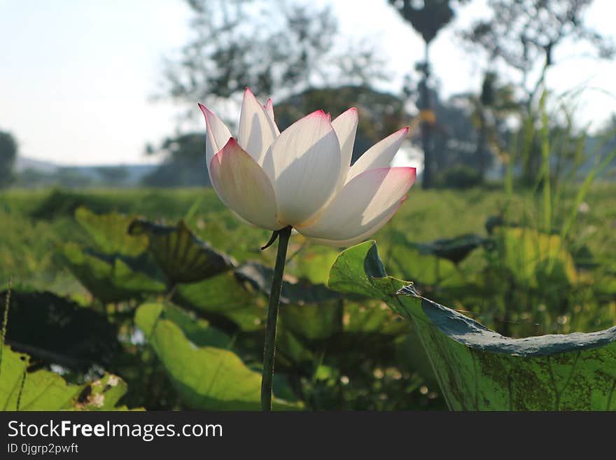 Flower, Lotus, Plant, Sacred Lotus