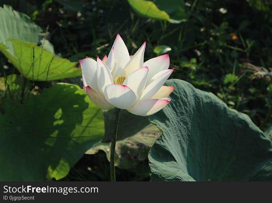 Flower, Plant, Lotus, Sacred Lotus