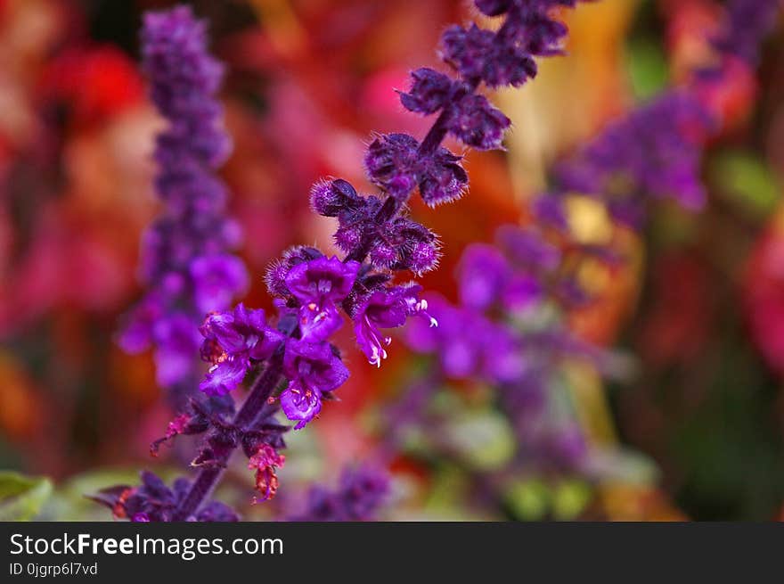 Purple, Violet, Flower, Lilac