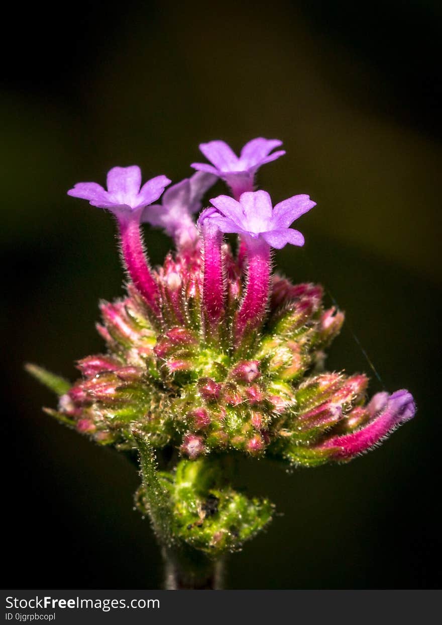 Flower, Plant, Flora, Macro Photography