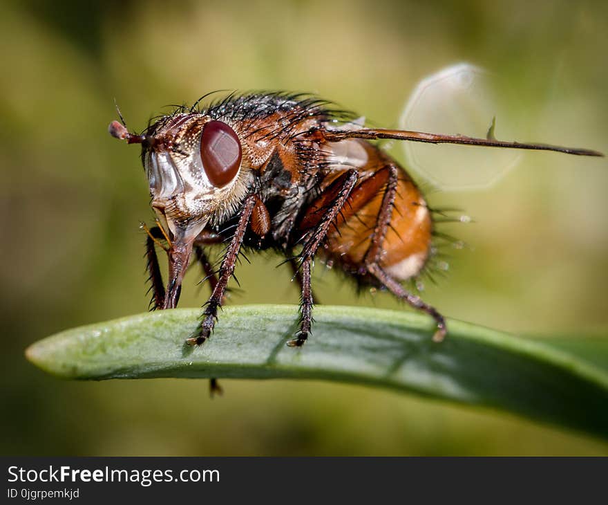 Insect, Macro Photography, Pest, Invertebrate