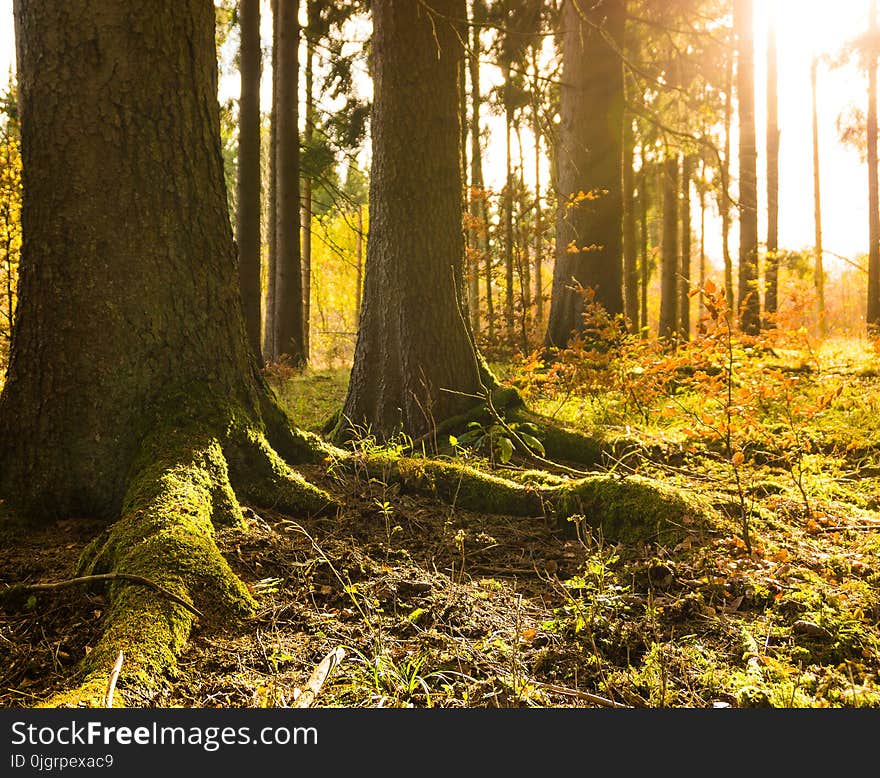 Forest, Woodland, Ecosystem, Tree