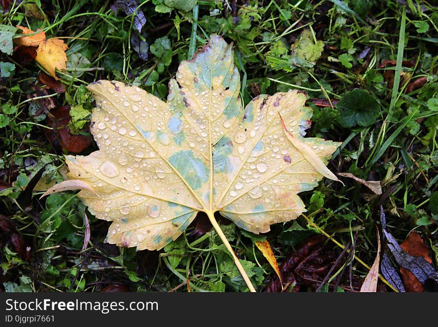 Leaf, Plant, Autumn, Grass