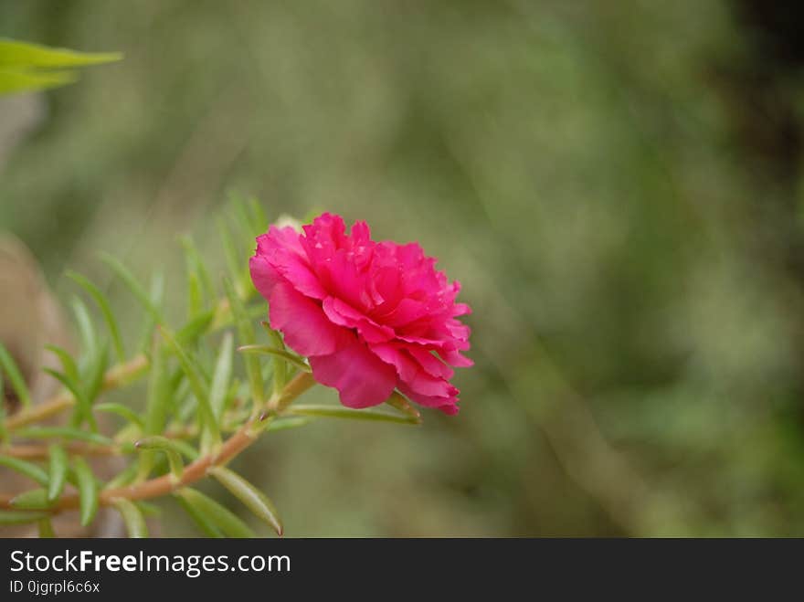 Flower, Pink, Plant, Flora