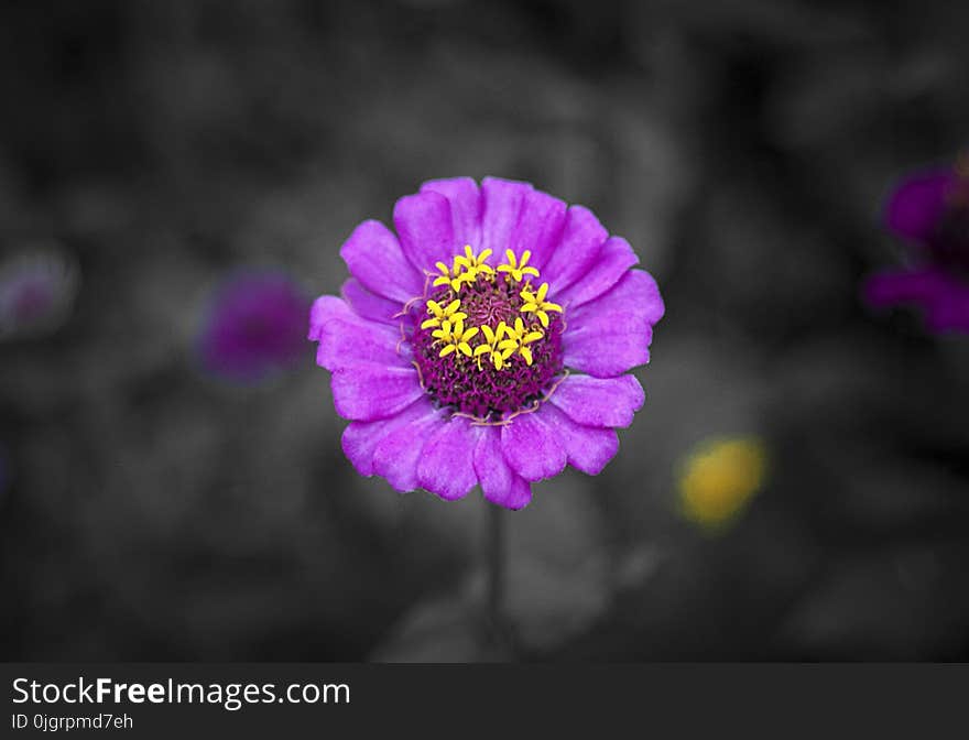 Flower, Flora, Purple, Petal