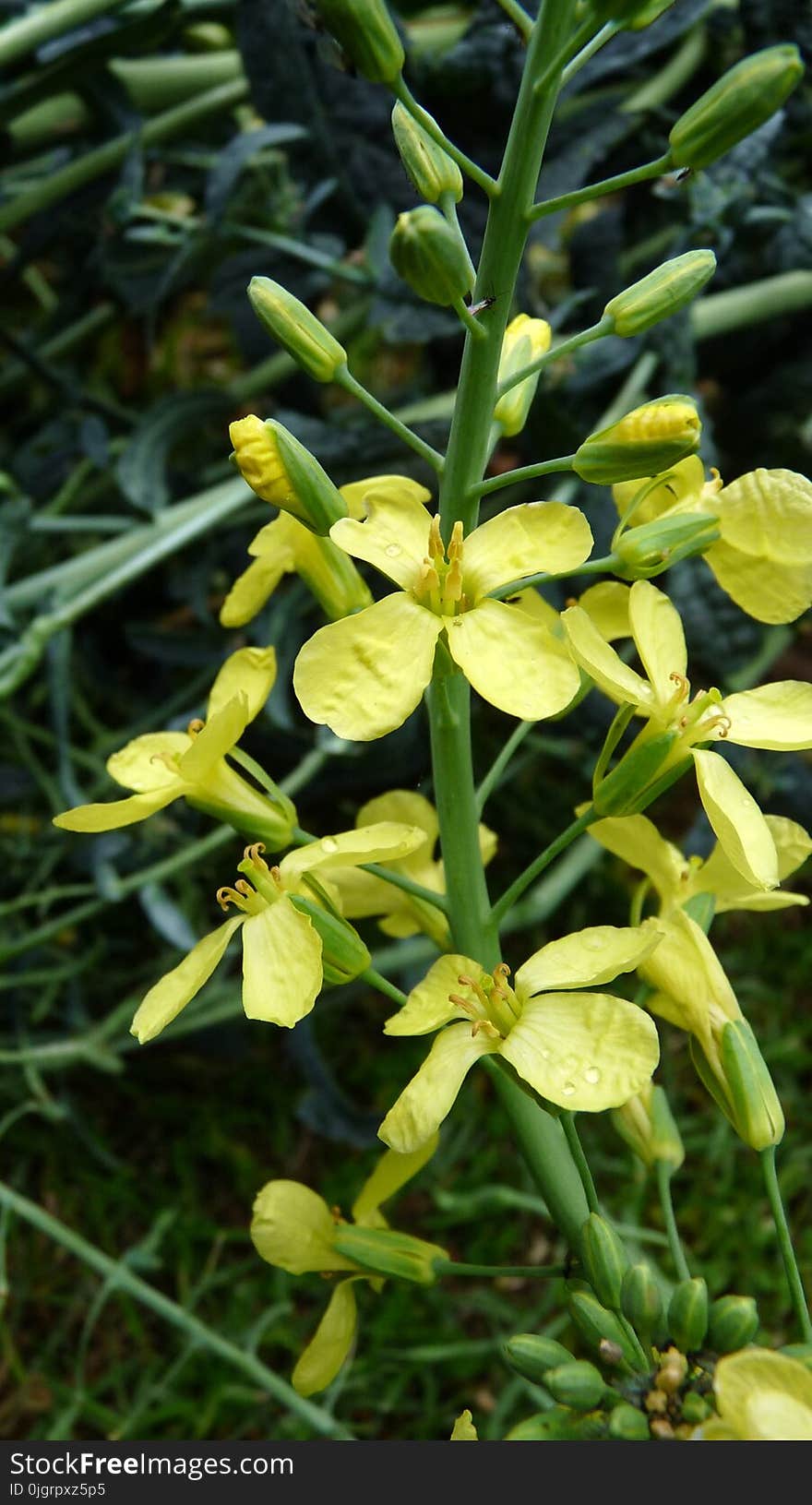 Plant, Flora, Flower, Mustard Plant