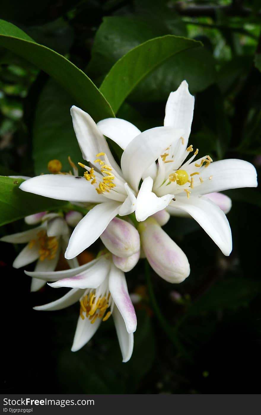 Flower, White, Plant, Flora