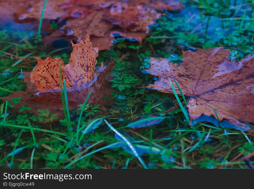 Leaf, Vegetation, Fungus, Organism