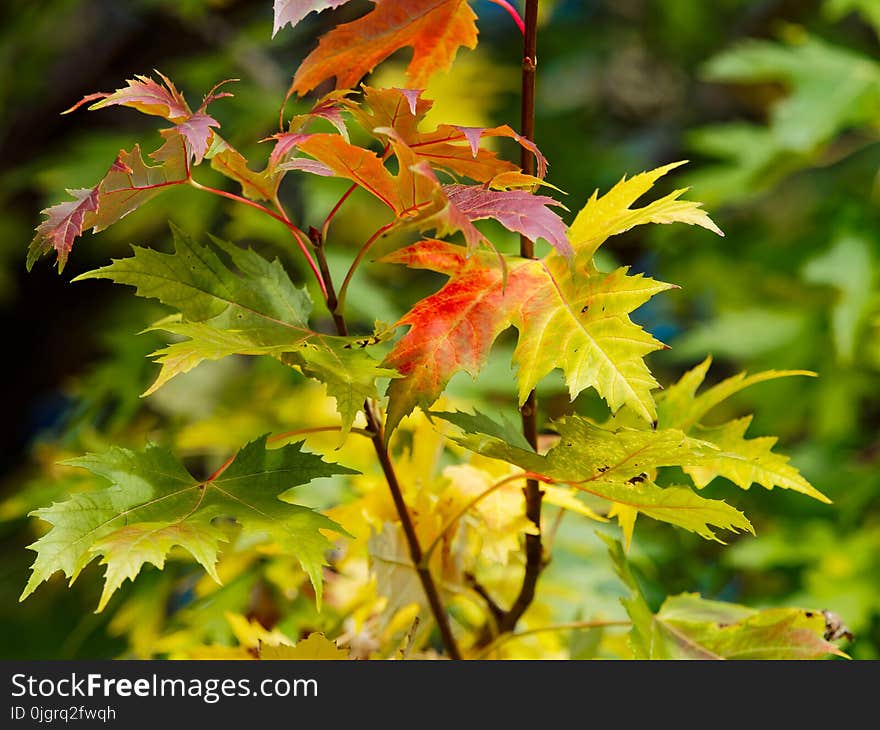 Leaf, Autumn, Tree, Plant