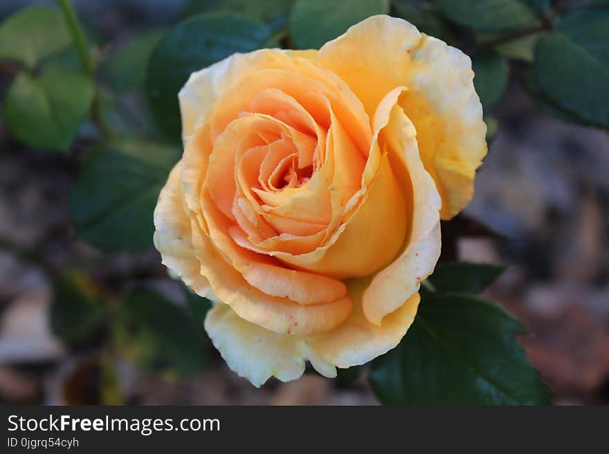 Rose, Flower, Rose Family, Floribunda