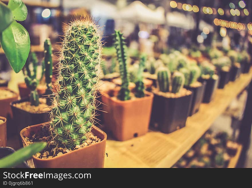 Plant, Cactus, Hedgehog Cactus, Flowerpot