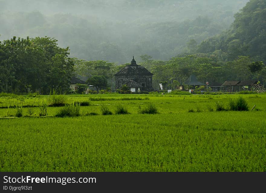 Paddy Field, Grassland, Green, Vegetation