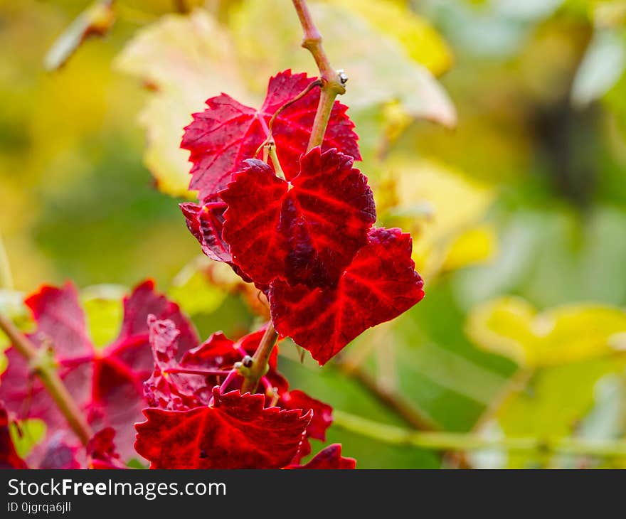 Flower, Flowering Plant, Flora, Leaf