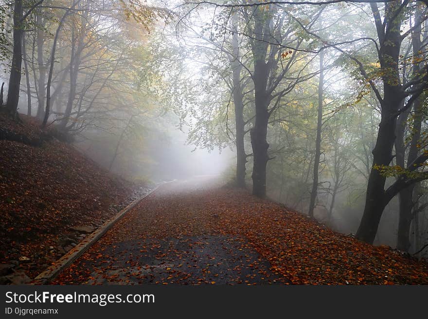 Woodland, Nature, Forest, Fog