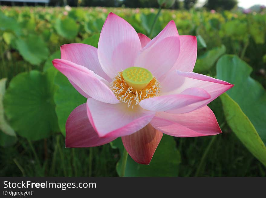 Flower, Lotus, Plant, Sacred Lotus