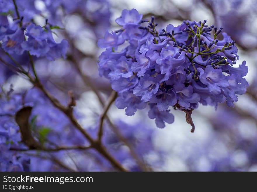 Blue, Flower, Purple, Branch