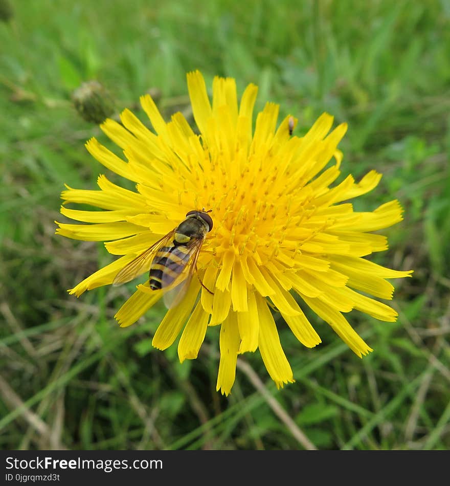 Flower, Yellow, Sow Thistles, Flatweed