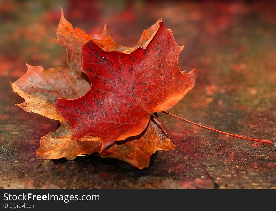 Leaf, Maple Leaf, Autumn, Close Up