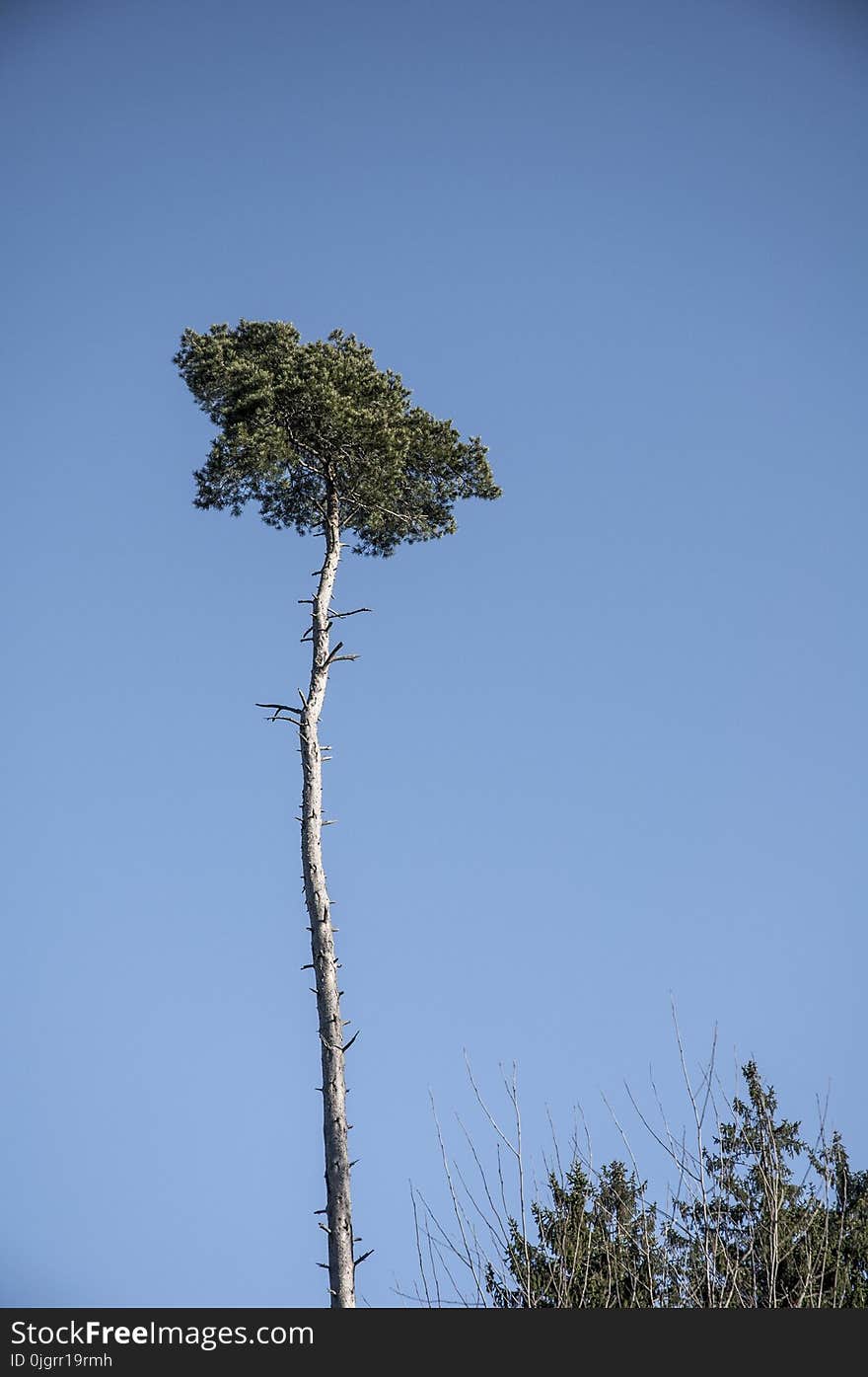 Sky, Tree, Woody Plant, Vegetation