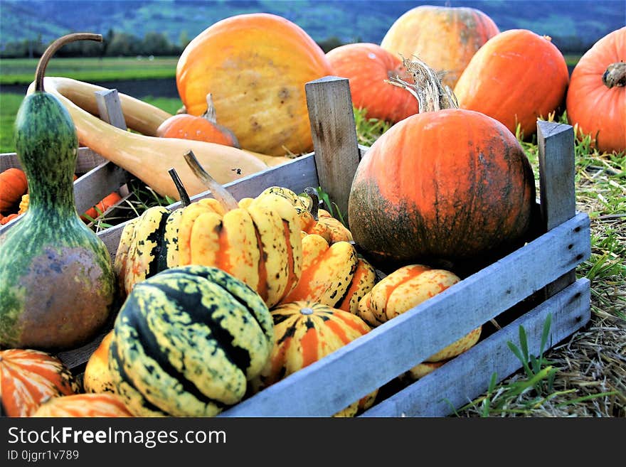 Vegetable, Local Food, Winter Squash, Produce