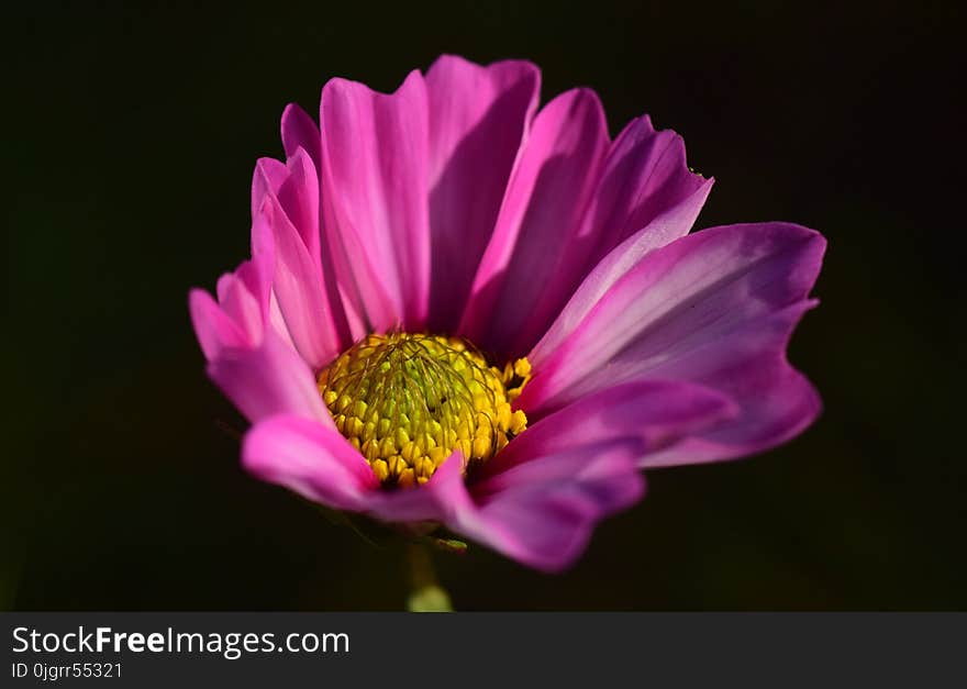 Flower, Garden Cosmos, Petal, Flora