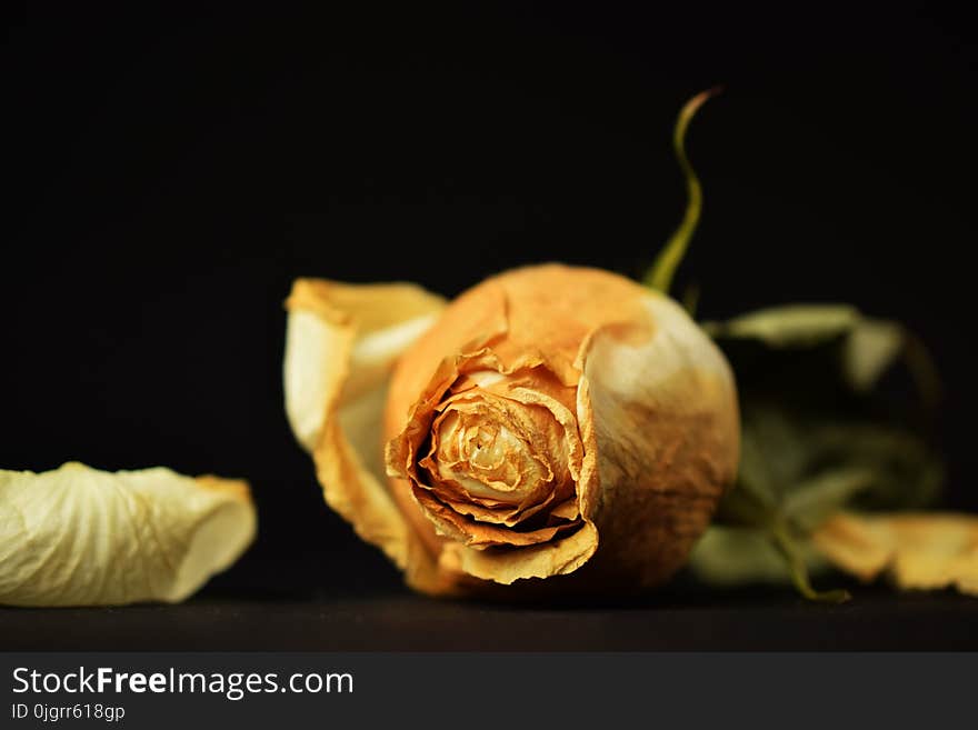 Yellow, Still Life Photography, Flower, Close Up