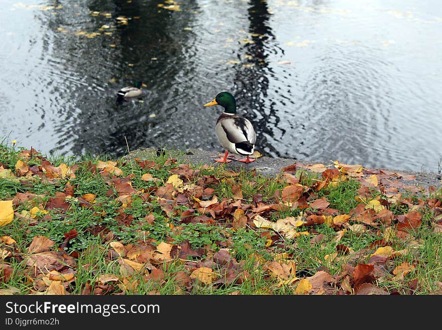 Bird, Fauna, Nature Reserve, Water