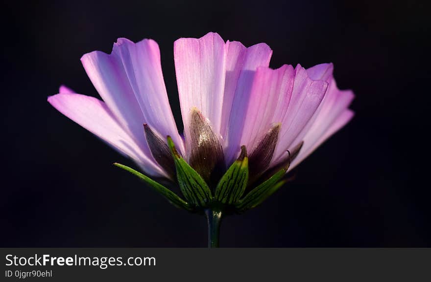 Flower, Flora, Purple, Violet