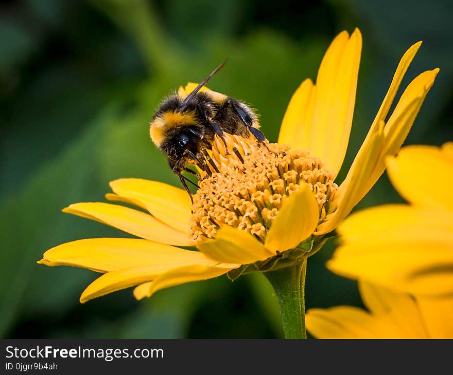 Bee, Honey Bee, Flower, Yellow