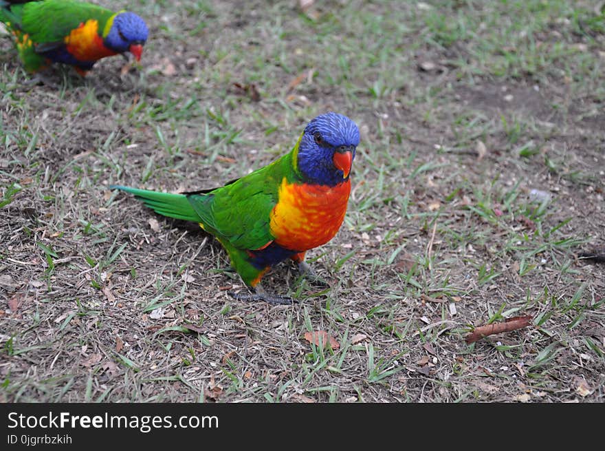 Bird, Beak, Fauna, Lorikeet