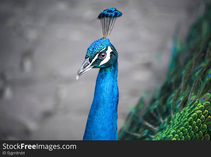 Bird, Beak, Feather, Peafowl