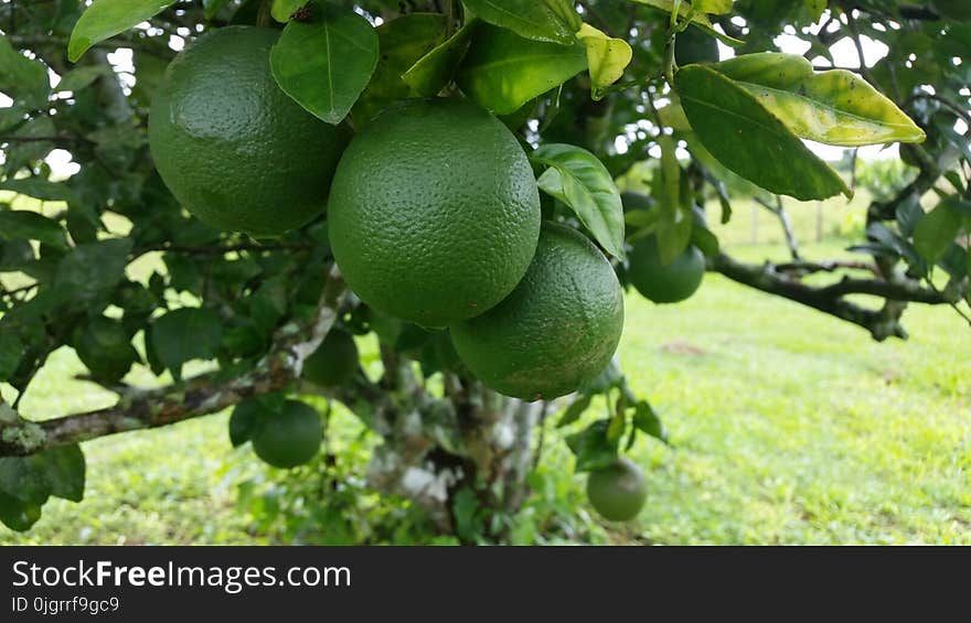 Citrus, Fruit, Produce, Fruit Tree