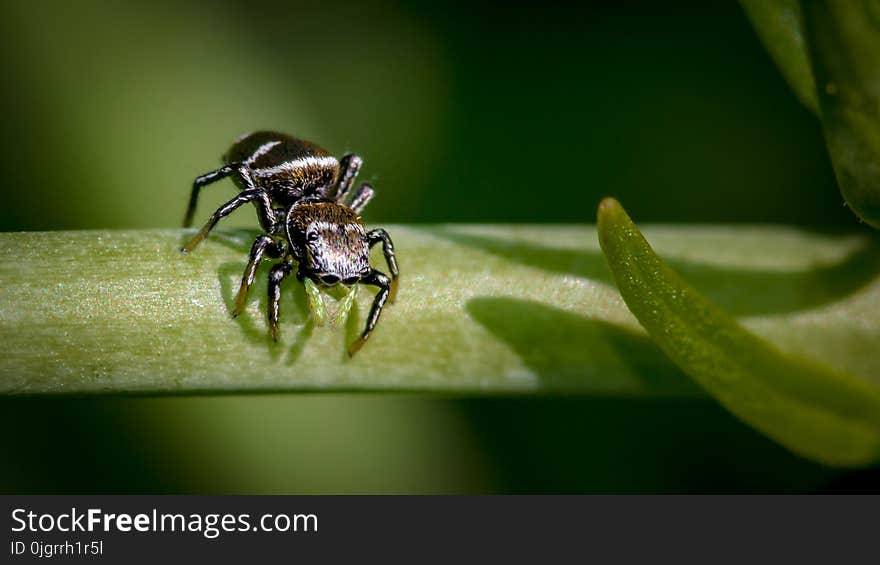 Insect, Macro Photography, Pest, Close Up