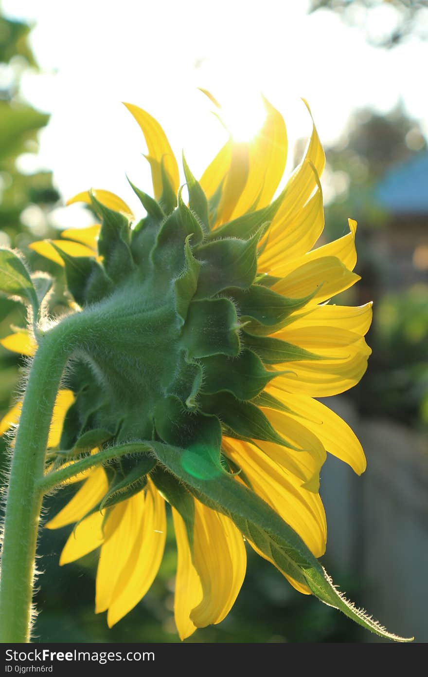 Sunflower, Flower, Yellow, Plant