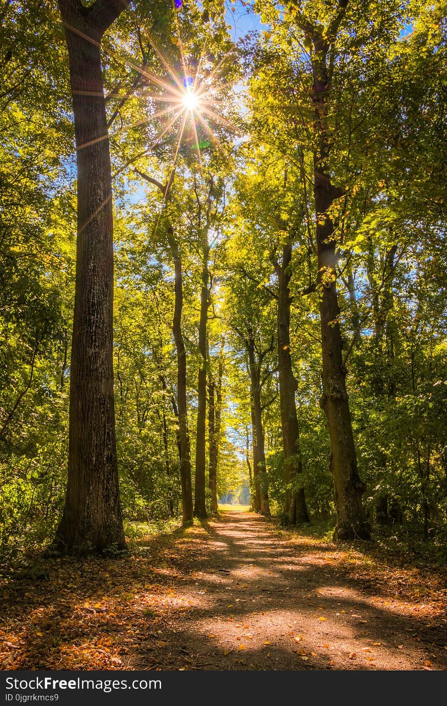 Nature, Woodland, Forest, Ecosystem