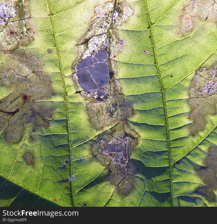 Leaf, Vegetation, Fauna, Organism