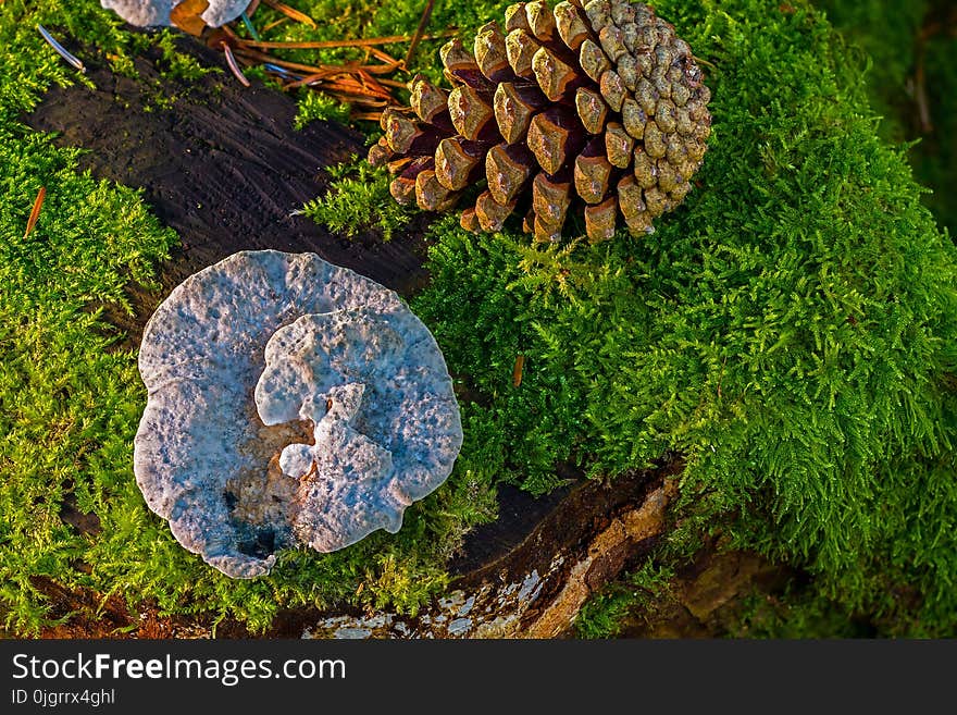 Fungus, Edible Mushroom, Medicinal Mushroom, Tree