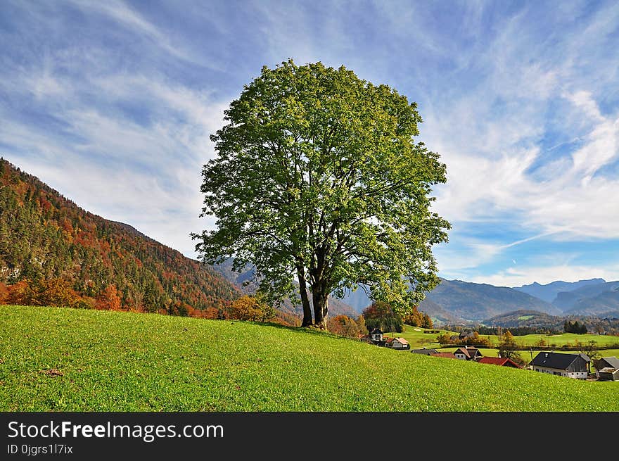 Sky, Tree, Nature, Grassland