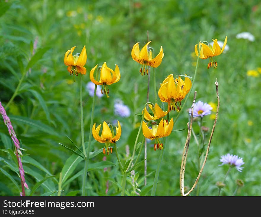 Flower, Plant, Wildflower, Flora