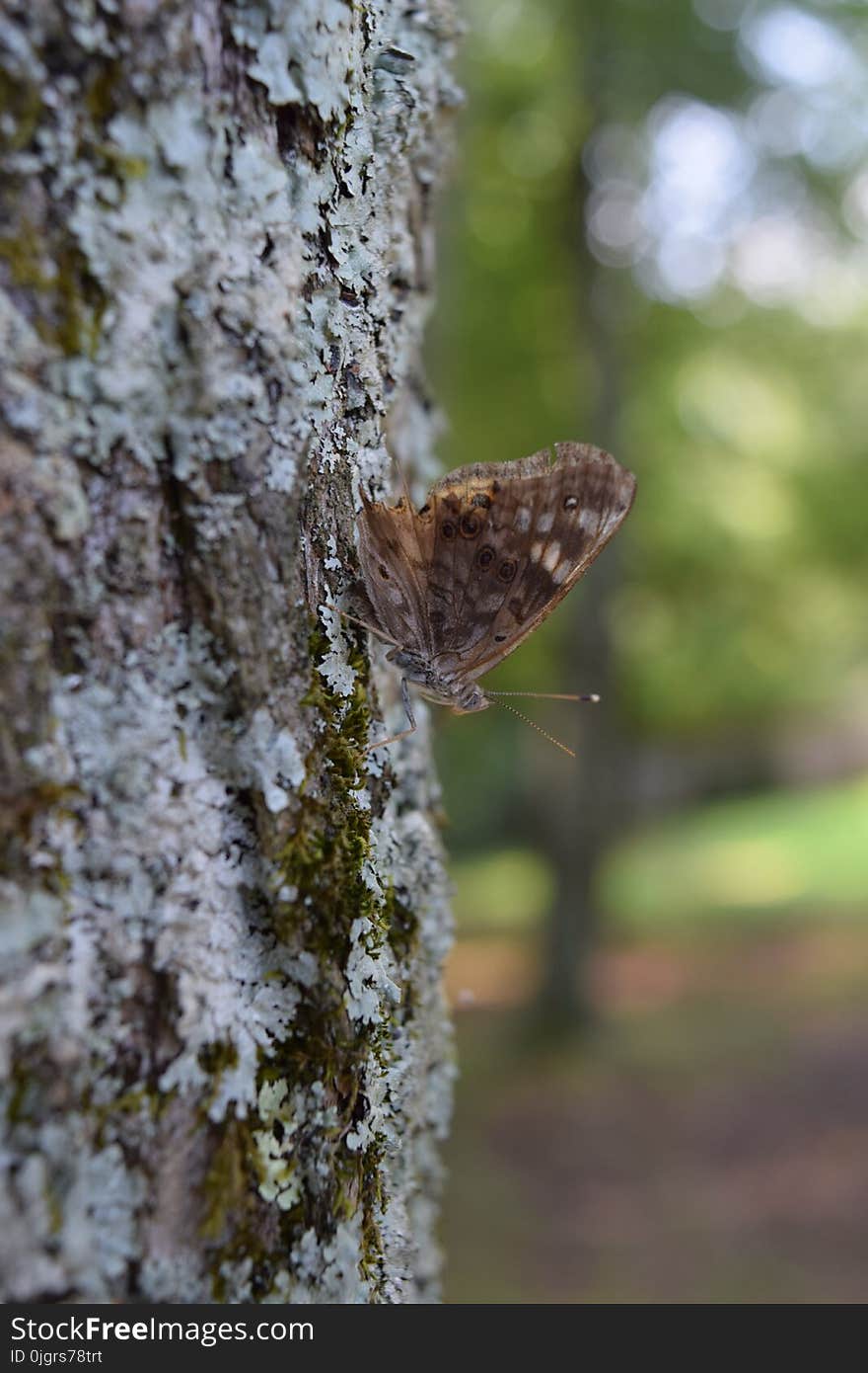 Trunk, Branch, Tree, Moth