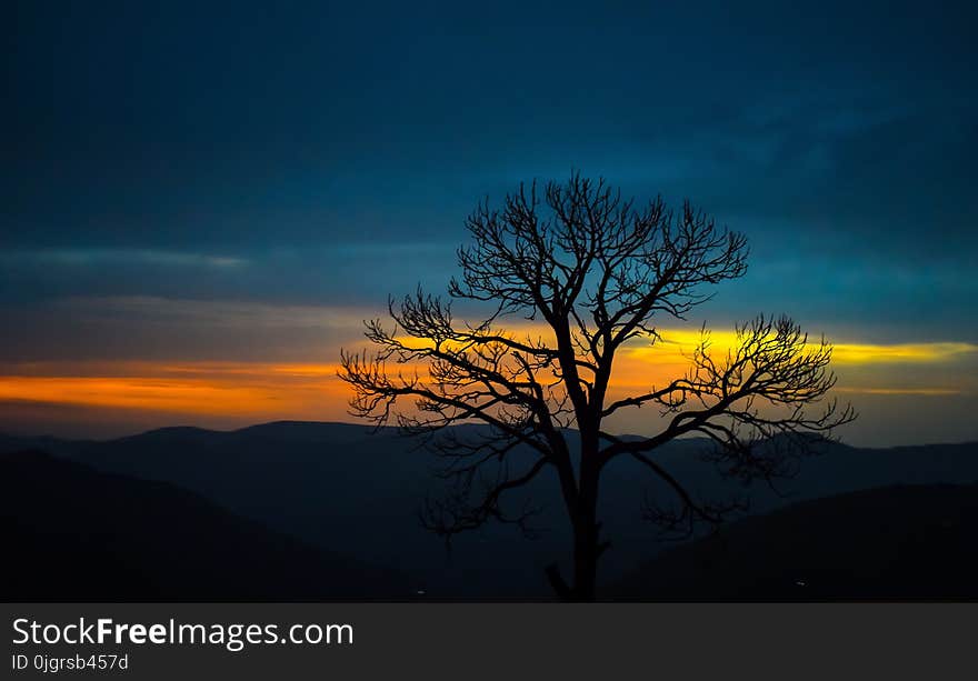 Sky, Nature, Tree, Horizon