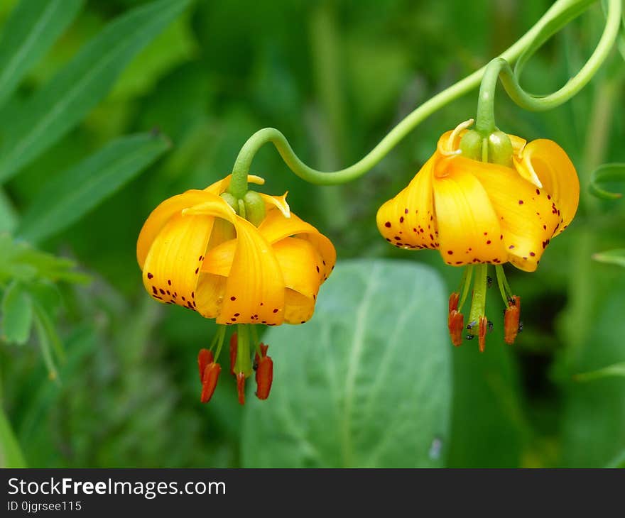 Flower, Flora, Plant, Lily