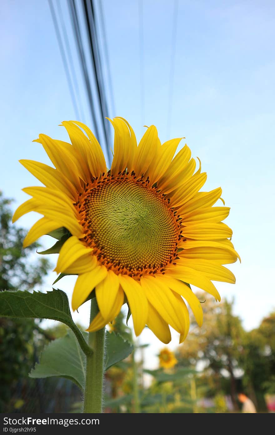 Flower, Sunflower, Yellow, Flowering Plant