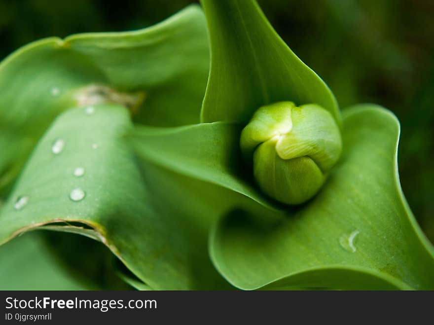 Flora, Plant, Leaf, Close Up