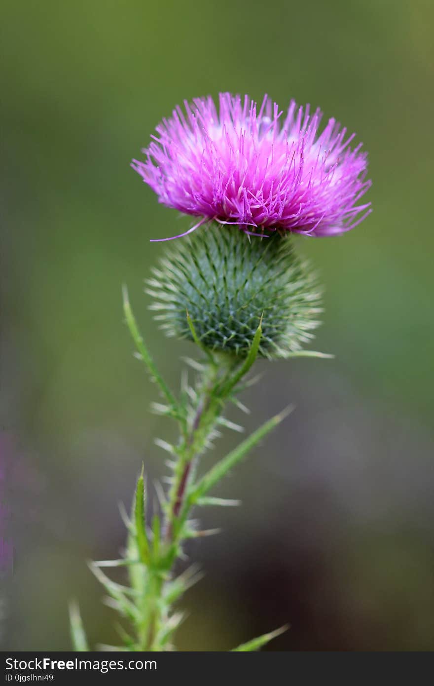 Silybum, Thistle, Plant, Noxious Weed