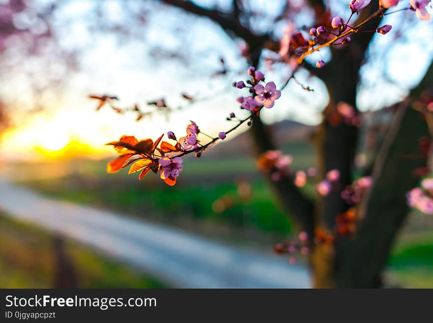 Beautiful Springtime flowers view