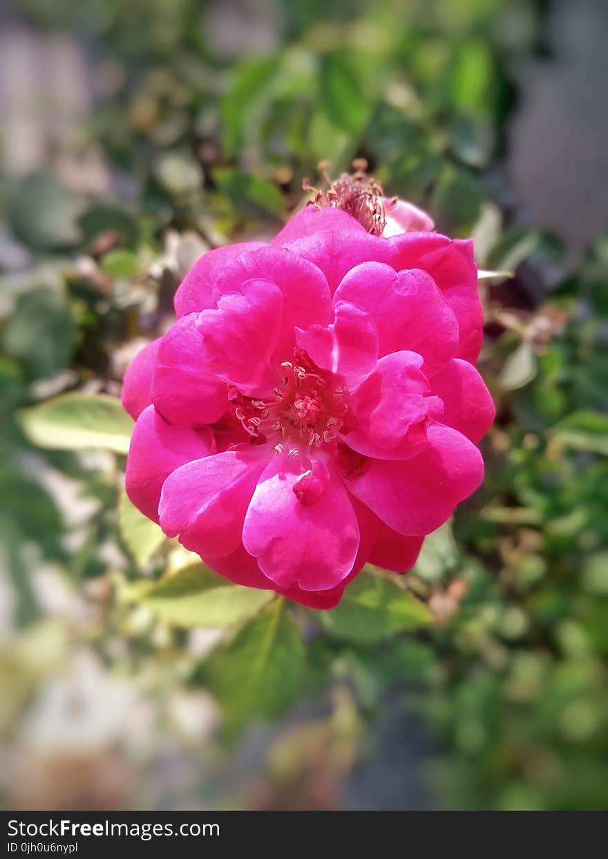 Flower, Pink, Flowering Plant, Rose Family